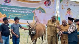 Penyerahan hewan kurban secara simbolis oleh Bupati Mimika. (Foto: Galeri Papua/Benaz) 