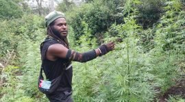 Egianus Kogoya, pimpinan TPNPB-OPM Kodap III Ndugama Derakma, berposes di antara tanaman ganja. (Foto: Istimewa)
