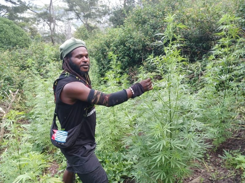 Egianus Kogoya, pimpinan TPNPB-OPM Kodap III Ndugama Derakma, berposes di antara tanaman ganja. (Foto: Istimewa)