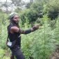 Egianus Kogoya, pimpinan TPNPB-OPM Kodap III Ndugama Derakma, berposes di antara tanaman ganja. (Foto: Istimewa)