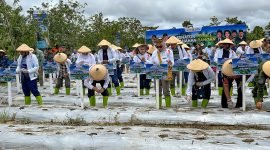 Proses penanaman jagung saat peluncuran program ketahanan pangan di Papua Tengah oleh DPD RI. (Foto: Galeri Papua/Endy Langobelen)