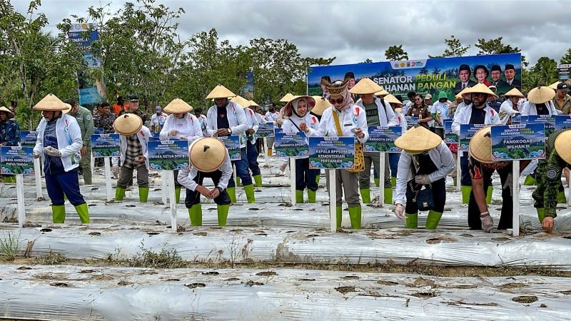 Proses penanaman jagung saat peluncuran program ketahanan pangan di Papua Tengah oleh DPD RI. (Foto: Galeri Papua/Endy Langobelen)
