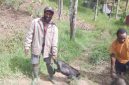 Masyarakat di Puncak, Papua Tengah, terima bantuan ternak babi dari presiden. (Foto: Istimewa)