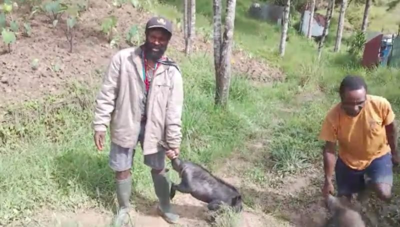 Masyarakat di Puncak, Papua Tengah, terima bantuan ternak babi dari presiden. (Foto: Istimewa)