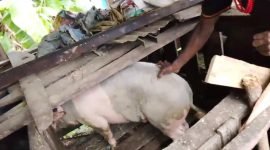 Salah satu ternak babi bantuan pemerintah pusat untuk masyarakat di Kabupaten Puncak. (Foto: Istimewa)
