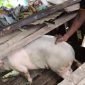 Salah satu ternak babi bantuan pemerintah pusat untuk masyarakat di Kabupaten Puncak. (Foto: Istimewa)
