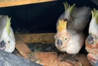 Barang bukti berupa sembilan ekor burung Kakatua jambul kuning yang diamankan petugas Karantina. (Foto: Istimewa/Humas Balai Karantina Papua Tengah)