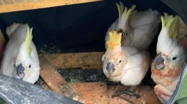 Barang bukti berupa sembilan ekor burung Kakatua jambul kuning yang diamankan petugas Karantina. (Foto: Istimewa/Humas Balai Karantina Papua Tengah)