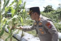 Kapolres Mimika AKBP Billyandha Hildario Budiman saat hendak memanen jagung. (Foto: Istimewa/Dok. Humas Polres Mimika)
