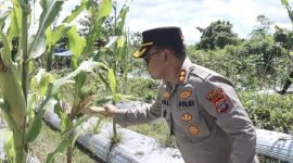 Kapolres Mimika AKBP Billyandha Hildario Budiman saat hendak memanen jagung. (Foto: Istimewa/Dok. Humas Polres Mimika)
