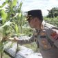Kapolres Mimika AKBP Billyandha Hildario Budiman saat hendak memanen jagung. (Foto: Istimewa/Dok. Humas Polres Mimika)
