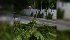 Salah satu pohon tumbang akibat angin kencang menerjang Nabire, Papua Tengah, Rabu (21/1/2026) malam. (Foto: Istimewa/Tangkapan layar video amatir)