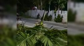Salah satu pohon tumbang akibat angin kencang menerjang Nabire, Papua Tengah, Rabu (21/1/2026) malam. (Foto: Istimewa/Tangkapan layar video amatir)