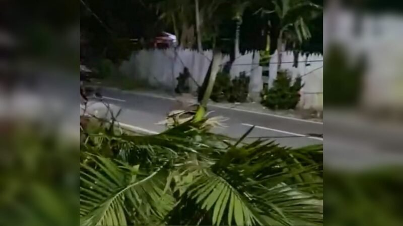 Salah satu pohon tumbang akibat angin kencang menerjang Nabire, Papua Tengah, Rabu (21/1/2026) malam. (Foto: Istimewa/Tangkapan layar video amatir)