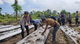 Kapolres Mimika, AKBP Billyandha Hildiario Budiman, bersama sejumlah Perwira Polres Mimika menanam bibit jagung di lahan ketahanan pangan Polsek Mimika Baru, Jalan SP 4, Kelurahan Wonosari Jaya, Distrik Wania, Kabupaten Mimika, Provinsi Papua Tengah, Sabtu (7/3/2026). (Foto: Humas Polres Mimika)