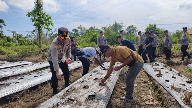 Kapolres Mimika, AKBP Billyandha Hildiario Budiman, bersama sejumlah Perwira Polres Mimika menanam bibit jagung di lahan ketahanan pangan Polsek Mimika Baru, Jalan SP 4, Kelurahan Wonosari Jaya, Distrik Wania, Kabupaten Mimika, Provinsi Papua Tengah, Sabtu (7/3/2026). (Foto: Humas Polres Mimika)