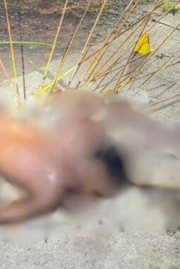 berita-rekomendasi-foto