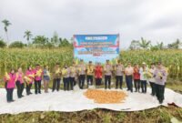 Kapolres Mimika AKBP Billyandha Hildiario Budiman saat hendak memetik jagung dalam acara panen raya jagung di Kampung Wonosari Jaya, Distrik Wania, Mimika, Papua Tengah. Sabtu (16/5/2026). (Foto: Istimewa)