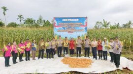 Kapolres Mimika AKBP Billyandha Hildiario Budiman saat hendak memetik jagung dalam acara panen raya jagung di Kampung Wonosari Jaya, Distrik Wania, Mimika, Papua Tengah. Sabtu (16/5/2026). (Foto: Istimewa)