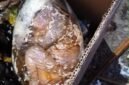 Kondisi jasad bayi saat ditemukan di dalam kantong plastik bercampur sisa makanan di tempat penampungan sampah DLH Kabupaten Mimika. (Foto: Istimewa)