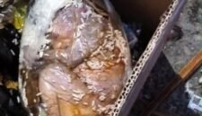 Kondisi jasad bayi saat ditemukan di dalam kantong plastik bercampur sisa makanan di tempat penampungan sampah DLH Kabupaten Mimika. (Foto: Istimewa)