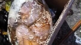 Kondisi jasad bayi saat ditemukan di dalam kantong plastik bercampur sisa makanan di tempat penampungan sampah DLH Kabupaten Mimika. (Foto: Istimewa)