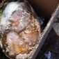 Kondisi jasad bayi saat ditemukan di dalam kantong plastik bercampur sisa makanan di tempat penampungan sampah DLH Kabupaten Mimika. (Foto: Istimewa)