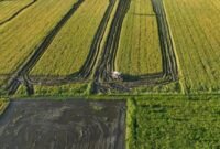 Pemerintah menargetkan perluasan cetak sawah seluas 2.000 hektar sawah di Papua Pegunungan. (Foto: Istimewa)