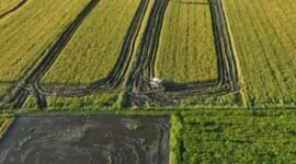 Pemerintah menargetkan perluasan cetak sawah seluas 2.000 hektar sawah di Papua Pegunungan. (Foto: Istimewa)
