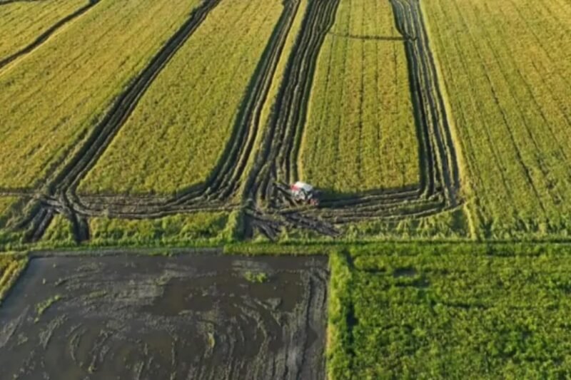 Pemerintah menargetkan perluasan cetak sawah seluas 2.000 hektar sawah di Papua Pegunungan. (Foto: Istimewa)