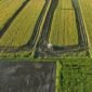 Pemerintah menargetkan perluasan cetak sawah seluas 2.000 hektar sawah di Papua Pegunungan. (Foto: Istimewa)