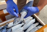 Balai Karantina Papua Tengah melakukan pemeriksaan ikan dari Fak-fak yang masuk ke Mimika melalui pelabuhan Poumako. (Foto: Istimewa)