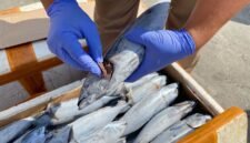 Balai Karantina Papua Tengah melakukan pemeriksaan ikan dari Fak-fak yang masuk ke Mimika melalui pelabuhan Poumako. (Foto: Istimewa)