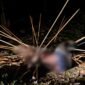 Jenazah korban tergeletak di Kampung Amole, Distrik Kwamki Narama, Mimika, dengan sejumlah panah menancap di sekujur tubuhnya. (Foto: Istimewa/Tangkapan layar video amatir)