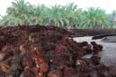 Hasil panen buah kelapa sawit PT Karya Bella Vita (KBV) di Kabupaten Mimika, Papua Tengah. (Foto: Istimewa/Dok. PT KBV)