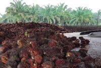 Hasil panen buah kelapa sawit PT Karya Bella Vita (KBV) di Kabupaten Mimika, Papua Tengah. (Foto: Istimewa/Dok. PT KBV)