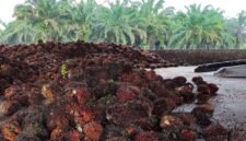 Hasil panen buah kelapa sawit PT Karya Bella Vita (KBV) di Kabupaten Mimika, Papua Tengah. (Foto: Istimewa/Dok. PT KBV)