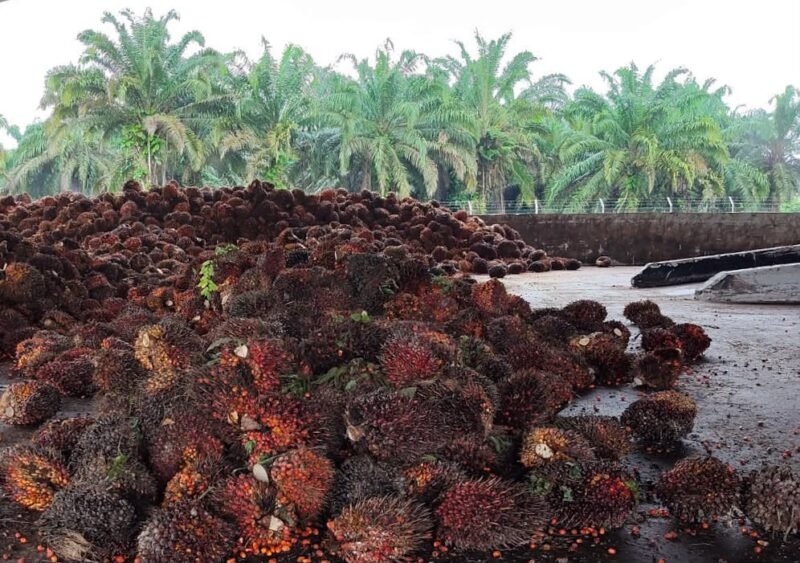 Hasil panen buah kelapa sawit PT Karya Bella Vita (KBV) di Kabupaten Mimika, Papua Tengah. (Foto: Istimewa/Dok. PT KBV)