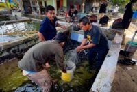 Pemuda Muslimin Indonesia (PMI) Provinsi Papua Tengah bersama Amungsa Foundation membantu petani memanen ikan lele guna dijual ke pihak ketiga Dinas Kesehatan Mimika untuk program stunting, Jumat (4/9/2026). (Foto: Galeri Papua/Endy Langobelen)