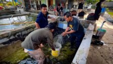 Pemuda Muslimin Indonesia (PMI) Provinsi Papua Tengah bersama Amungsa Foundation membantu petani memanen ikan lele guna dijual ke pihak ketiga Dinas Kesehatan Mimika untuk program stunting, Jumat (4/9/2026). (Foto: Galeri Papua/Endy Langobelen)