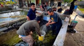 Pemuda Muslimin Indonesia (PMI) Provinsi Papua Tengah bersama Amungsa Foundation membantu petani memanen ikan lele guna dijual ke pihak ketiga Dinas Kesehatan Mimika untuk program stunting, Jumat (4/9/2026). (Foto: Galeri Papua/Endy Langobelen)