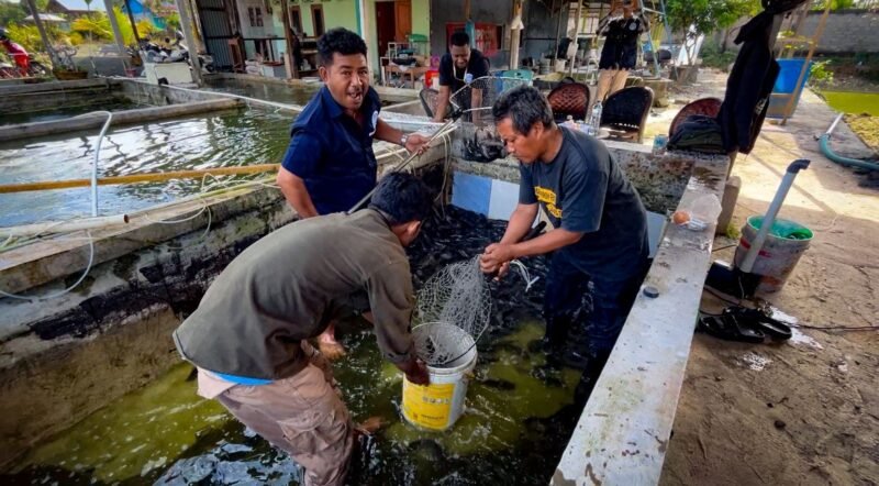 Pemuda Muslimin Indonesia (PMI) Provinsi Papua Tengah bersama Amungsa Foundation membantu petani memanen ikan lele guna dijual ke pihak ketiga Dinas Kesehatan Mimika untuk program stunting, Jumat (4/9/2026). (Foto: Galeri Papua/Endy Langobelen)
