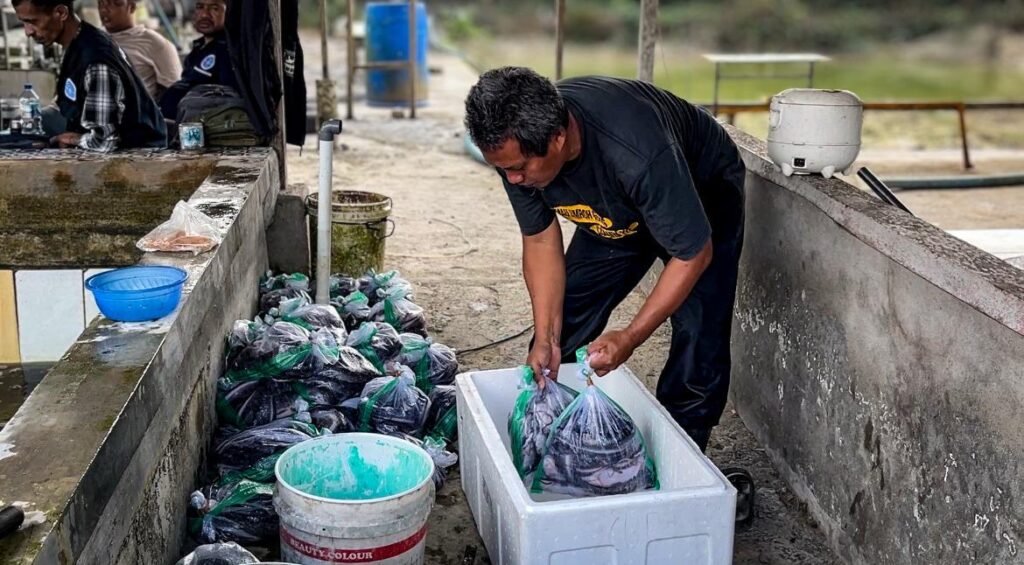 Ketua Kelompok Perikanan Bina Utama Maju, Djasiyo, menyiapka hasil panen ikan lelenya guna dijual ke pihak ketiga Dinas Kesehatan Mimika untuk program stunting, Jumat (4/9/2026). (Foto: Galeri Papua/Endy Langobelen)