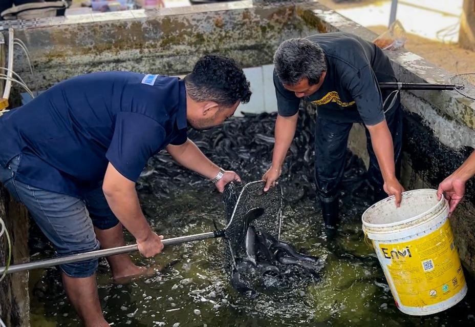 Sekretaris Amungsa Foundation, Febian Kakisina membantu Djasiyo memanen ikan lele guna dijual ke pihak ketiga Dinas Kesehatan Mimika untuk program stunting, Jumat (4/9/2026). (Foto: Galeri Papua/Endy Langobelen)