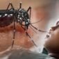 Ilustrasi malaria. (Foto: Istimewa)