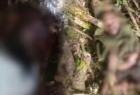 Dua anggota kelompok bersenjata OPM Kodap Sorong Raya yang tewas dalam kontak tembak dengan personel gabungan Koops TNI Habema di Distrik Aifat Selatan, Kabupaten Maybrat, Papua Barat Daya, Sabtu (3/10/2026). (Foto: Koops TNI Habema)