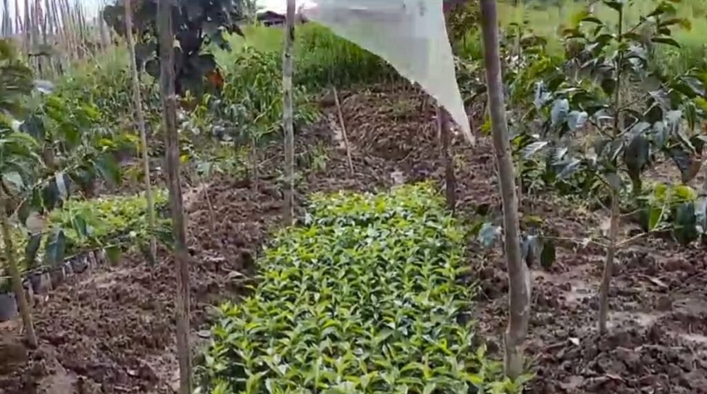 Bibit kopi di kebun milik Agustinus Kadepa, petani kopi dari Kampung Tuguwai, Distrik Aweidah, Kabupaten Paniai, Papua Tengah. (Foto: Agustinus Kadepa)