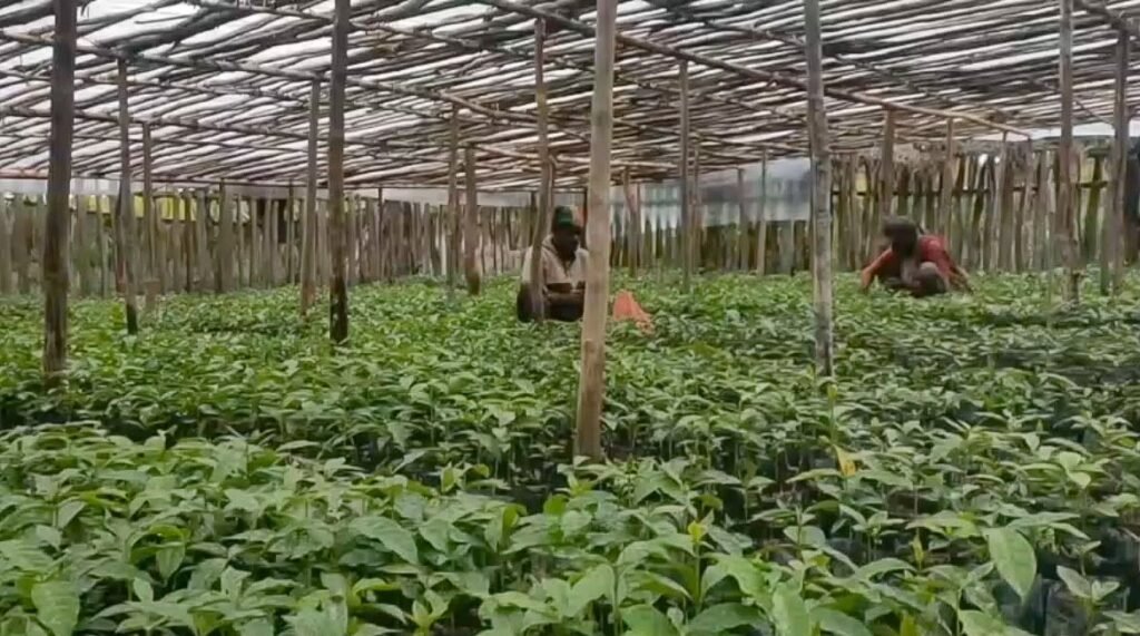 Bibit kopi disemai oleh masyarakat dari Kampung Tuguwai, Distrik Aweidah, Kabupaten Paniai, Papua Tengah. (Foto: Agustinus Kadepa)