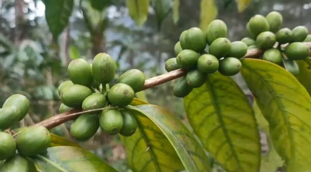 Tanaman kopi di Kampung Tuguwai, Distrik Aweidah, Kabupaten Paniai, Papua Tengah. (Foto: Agustinus Kadepa)