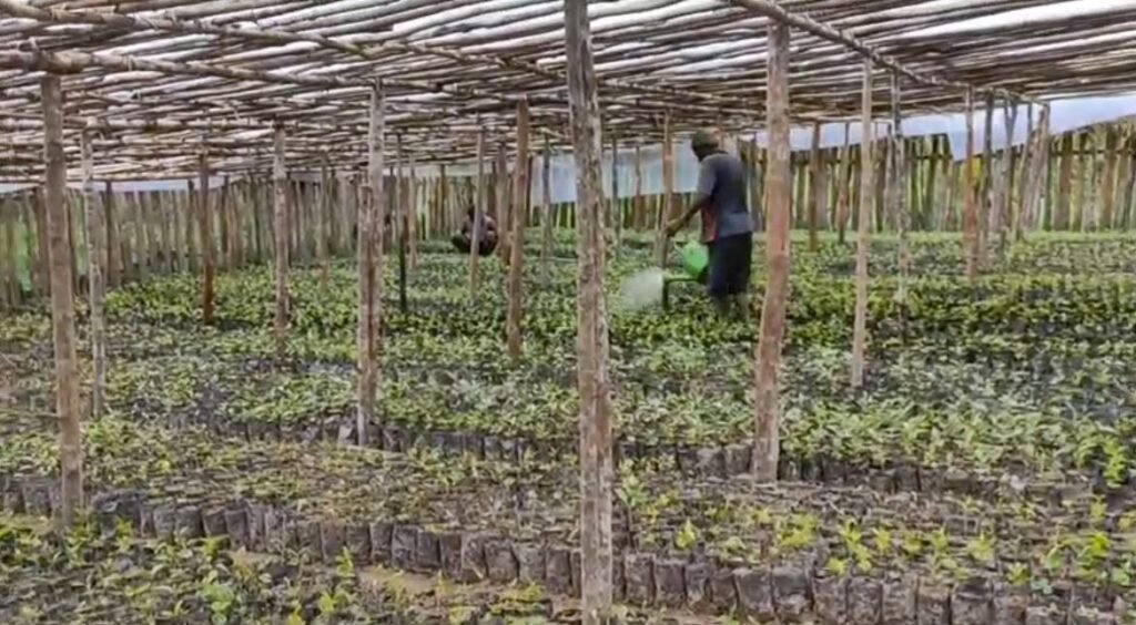 Bibit kopi disemai oleh masyarakat dari Kampung Tuguwai, Distrik Aweidah, Kabupaten Paniai, Papua Tengah. (Foto: Agustinus Kadepa)